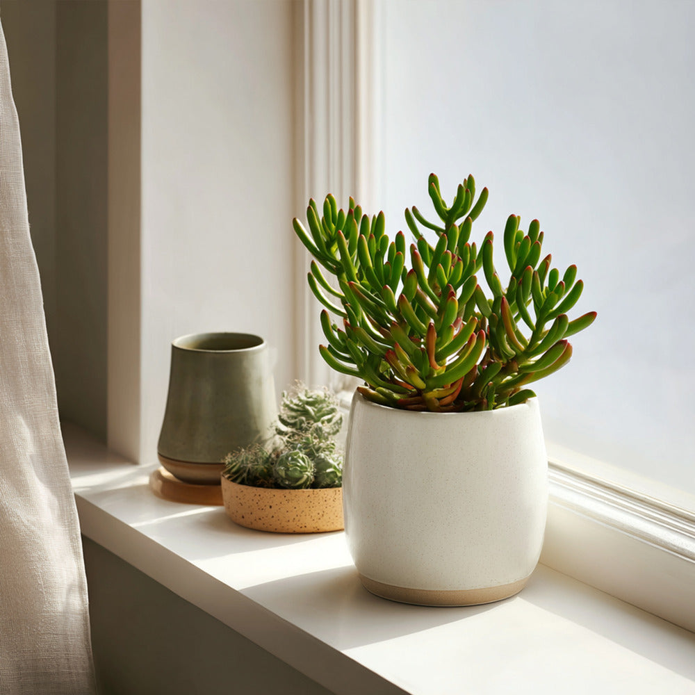  Plante De Jade - Crassula Ovata 'gollum' - Hauteur 15-25 Cm - Pot 12 Cm