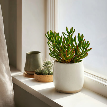 Plante De Jade - Crassula Ovata 'gollum' - Hauteur 15-25 Cm - Pot 12 Cm