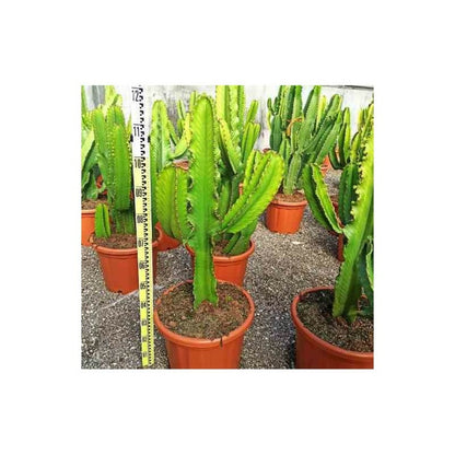  Euphorbia Ingens 'candelabrum' Pot De 40 Litres - 140/160 Cm