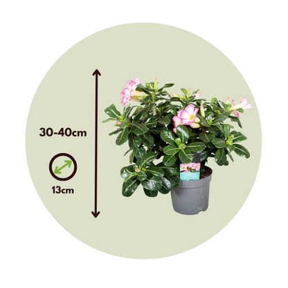  Rose Du Désert - Set De 2 - Adenium Obesum - Hauteur 30-45cm - ⌀13cm