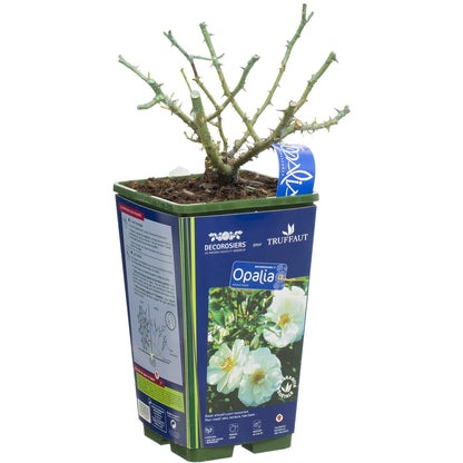  Rosier Couvre-sol Décorosier® Opalia® (Noaschnee) : Pot De 3 Litres