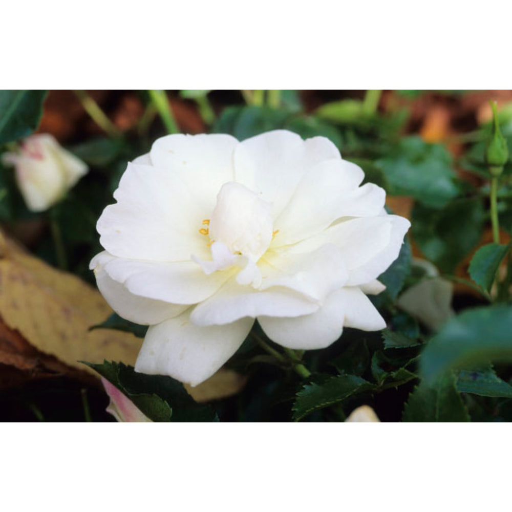  Rosier Couvre-sol Décorosier® Opalia® (Noaschnee) : Pot De 3 Litres