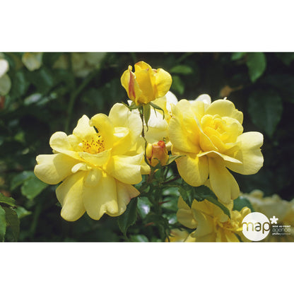  Rosier Couvre-sol Décorosier® 'Célina®' (Noason) : Pot De 3 Litres
