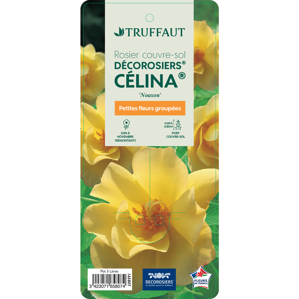  Rosier Couvre-sol Décorosier® 'Célina®' (Noason) : Pot De 3 Litres