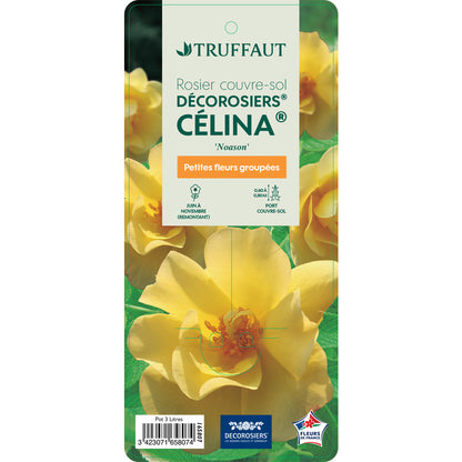  Rosier Couvre-sol Décorosier® 'Célina®' (Noason) : Pot De 3 Litres