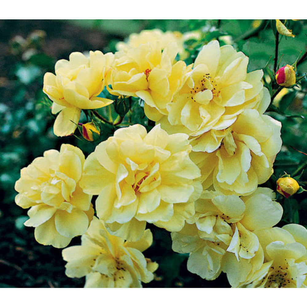  Rosier Couvre-sol Décorosier® 'Célina®' (Noason) : Pot De 3 Litres