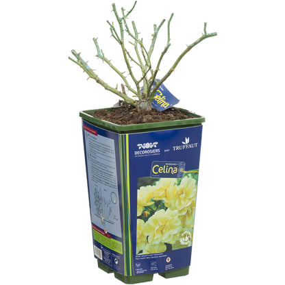  Rosier Couvre-sol Décorosier® 'Célina®' (Noason) : Pot De 3 Litres