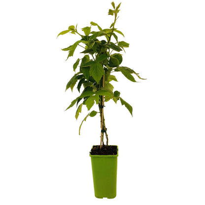  Framboisier 'Héritage' : Pot De 1,5 Litres