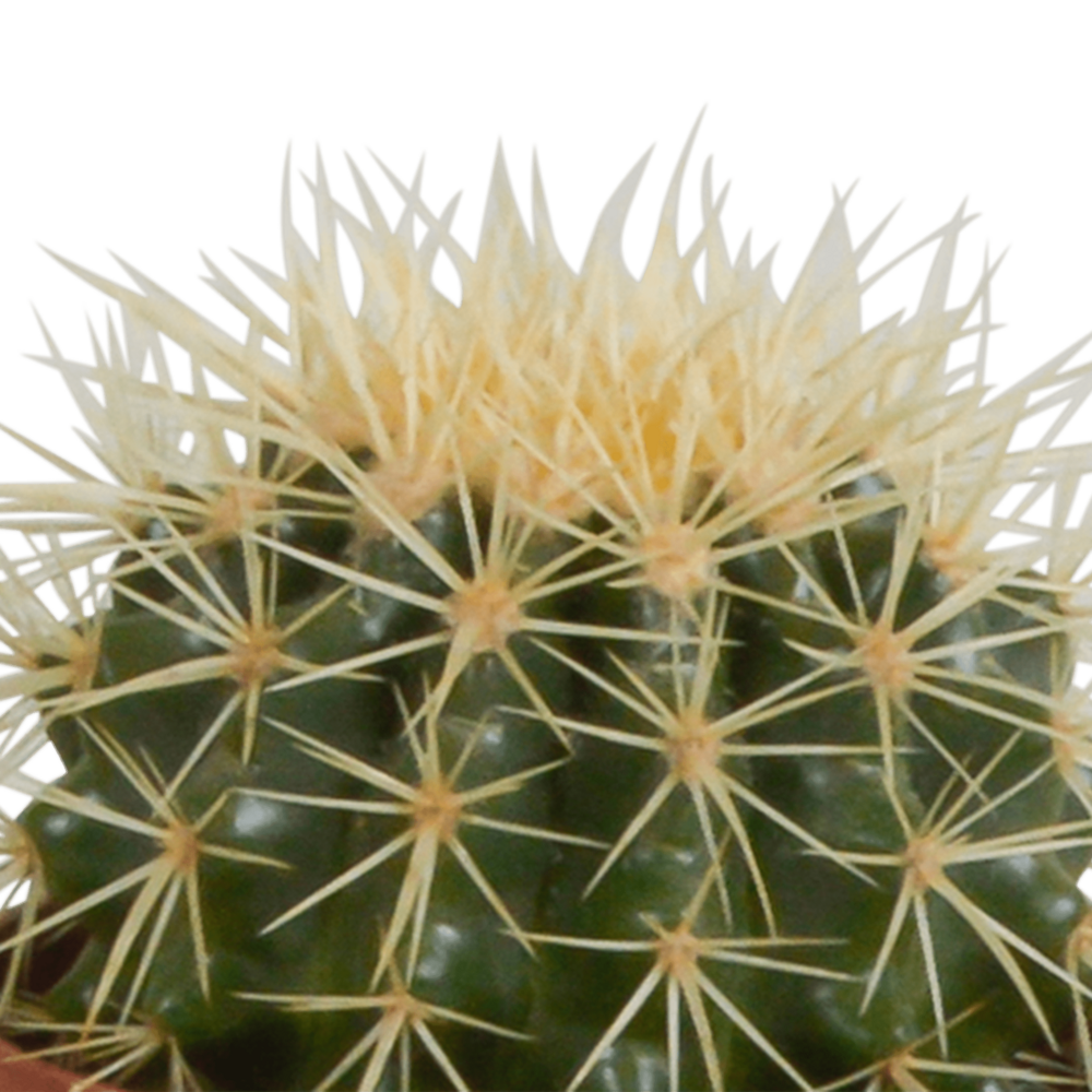  Coffret De Cactus & Succulentes