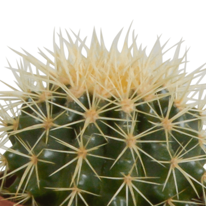  Coffret De Cactus & Succulentes