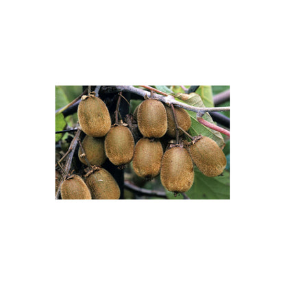  Kiwi Chinensis Femelle : Pot De 1,5 Litres