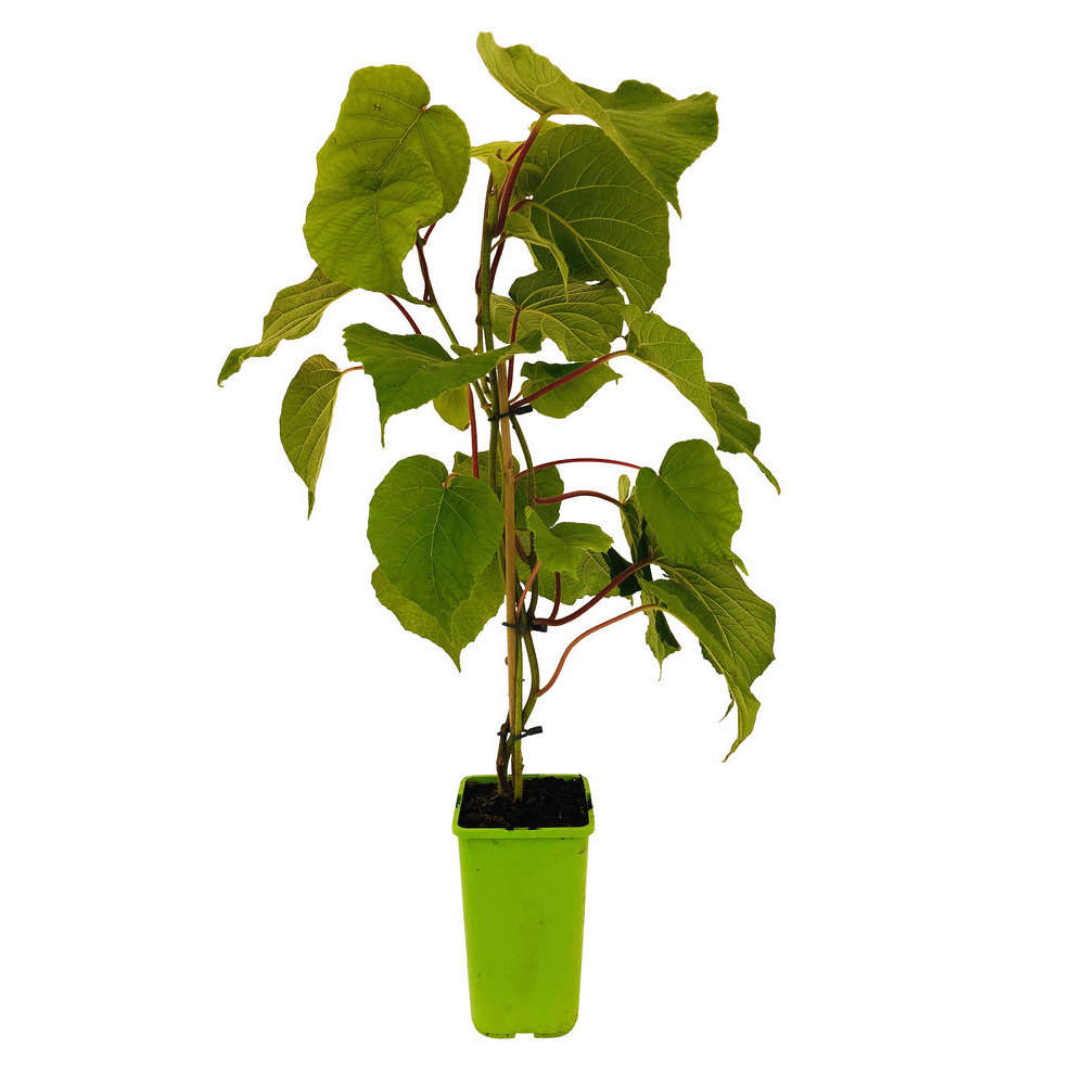  Kiwi Chinensis Femelle : Pot De 1,5 Litres