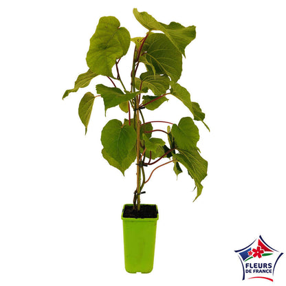  Kiwi Chinensis Femelle : Pot De 1,5 Litres