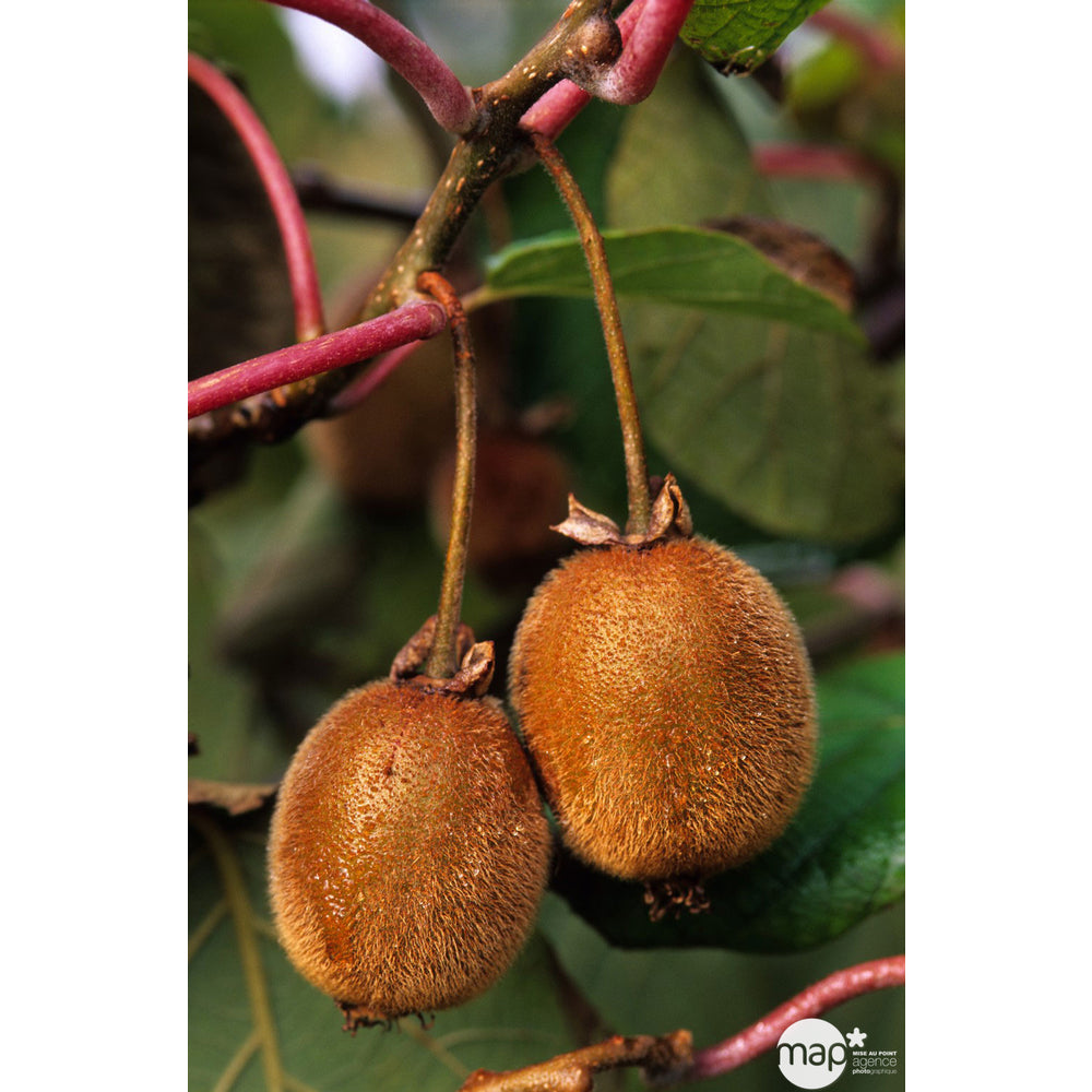  Kiwi Chinensis Femelle : Pot De 1,5 Litres