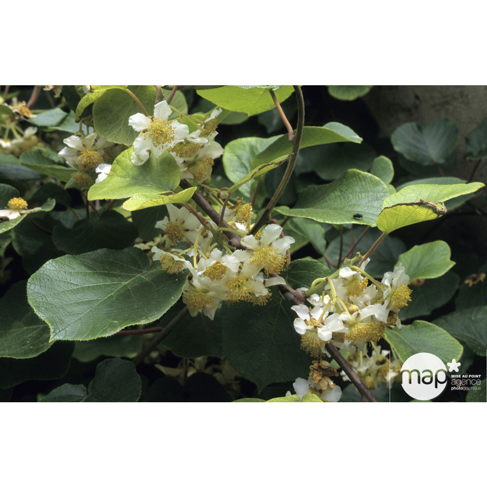  Kiwi Chinensis Femelle : Pot De 1,5 Litres