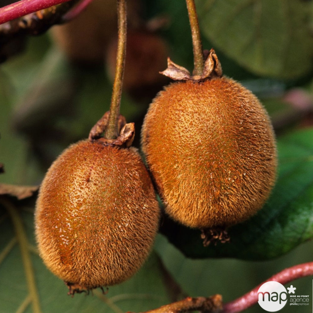  Kiwi Chinensis Femelle : Pot De 1,5 Litres