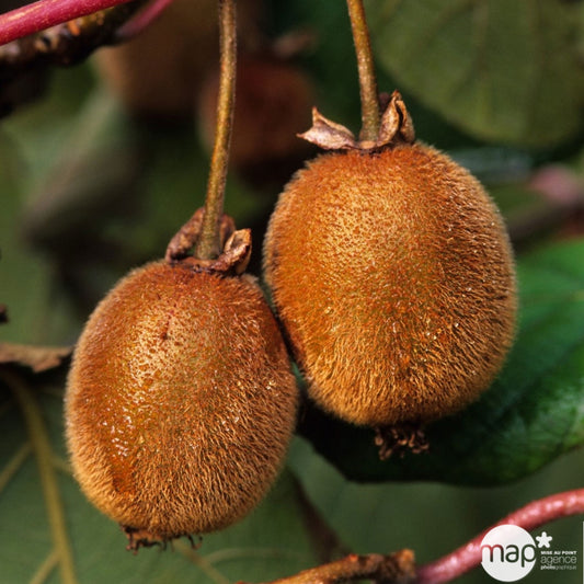  Kiwi Chinensis Femelle : Pot De 1,5 Litres