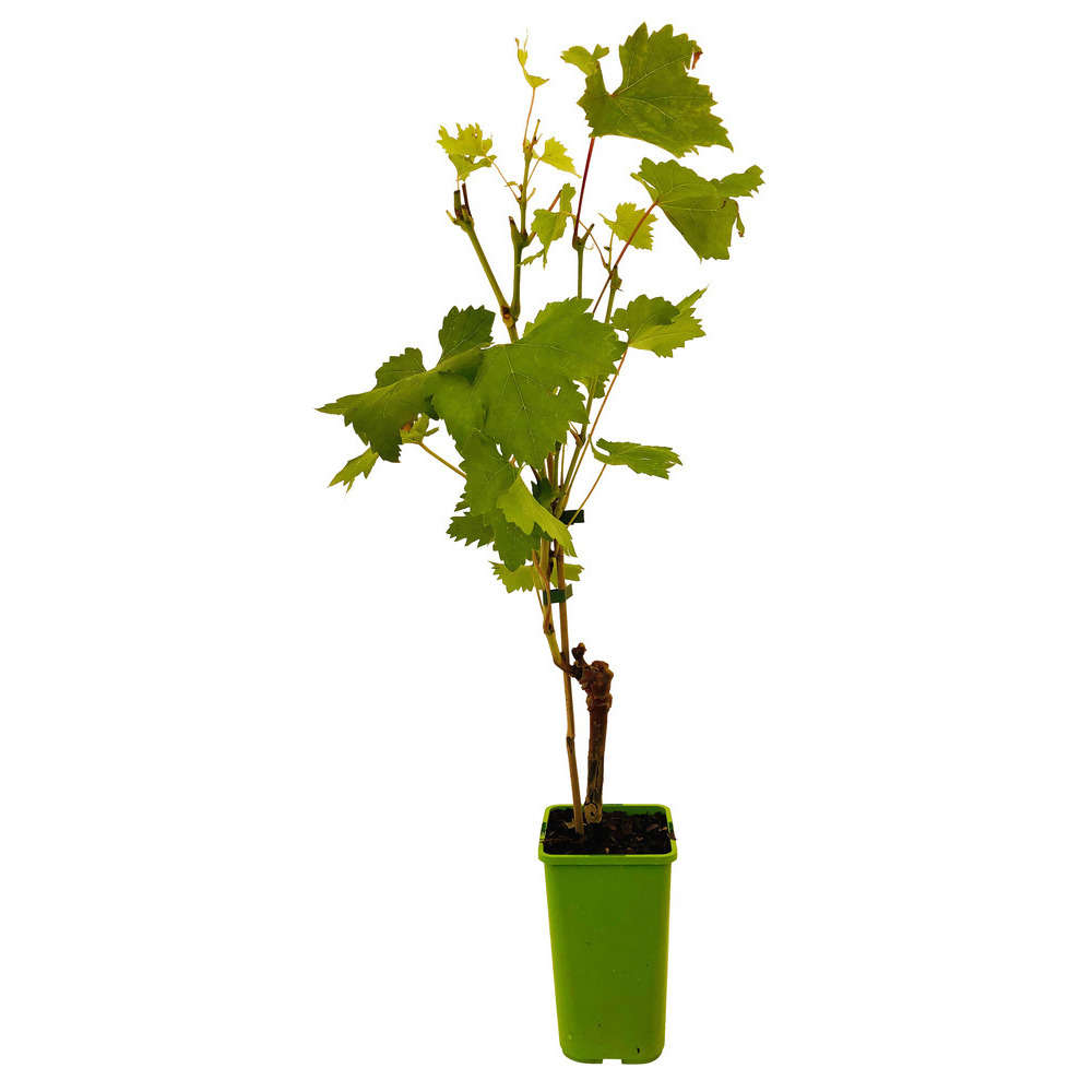  Vigne 'Italia' : Pot De 1,5 Litres