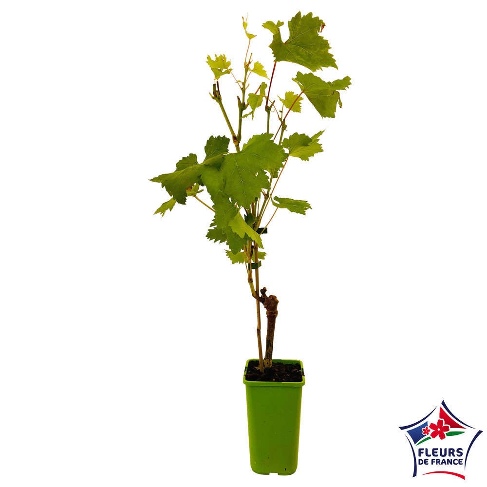  Vigne 'Italia' : Pot De 1,5 Litres