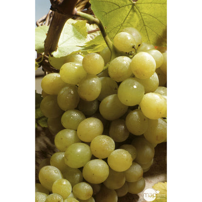  Vigne 'Italia' : Pot De 1,5 Litres