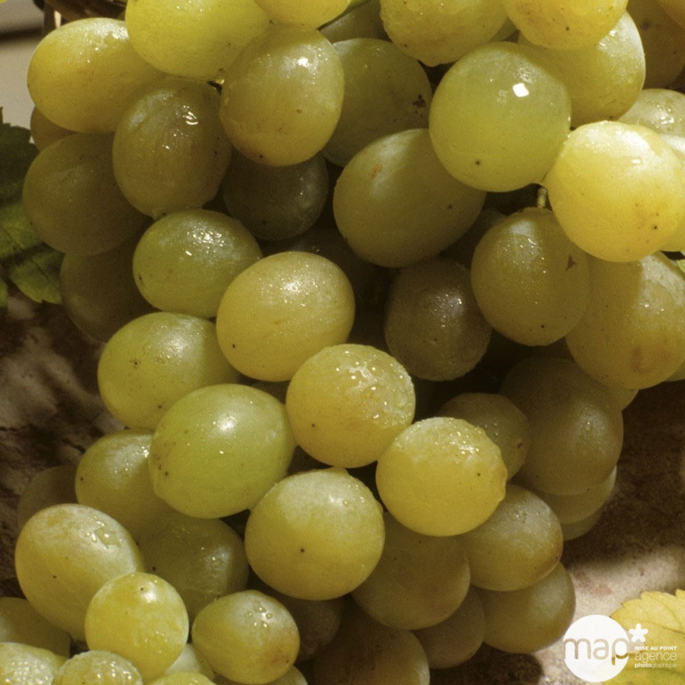  Vigne 'Italia' : Pot De 1,5 Litres