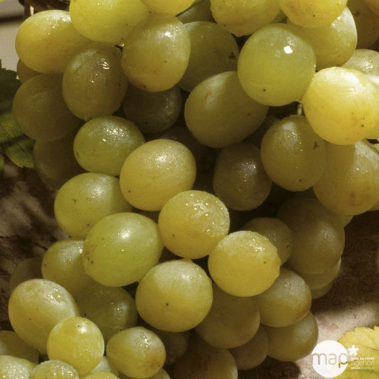  Vigne 'Italia' : Pot De 1,5 Litres
