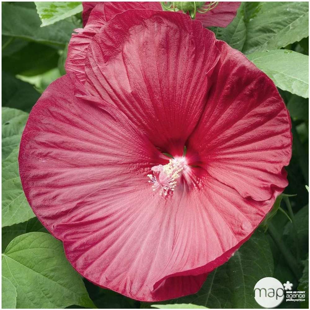  Hibiscus Moscheutos : Conteneur De 5 Litres