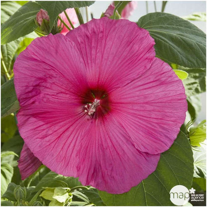  Hibiscus Moscheutos : Conteneur De 5 Litres