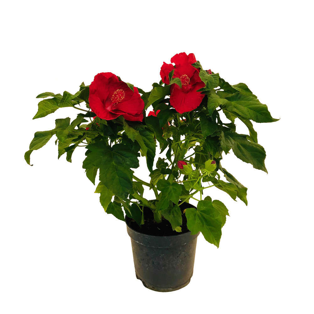  Hibiscus Moscheutos : Conteneur De 5 Litres