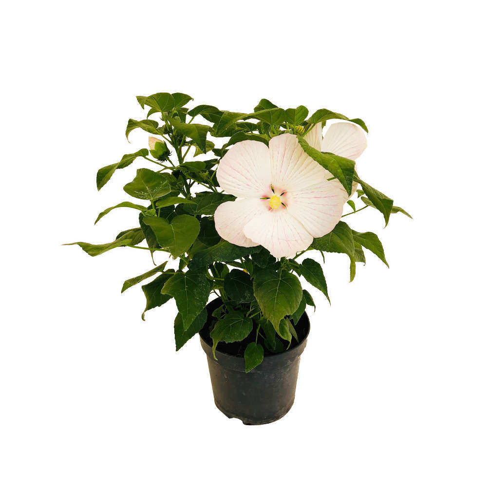  Hibiscus Moscheutos : Conteneur De 5 Litres