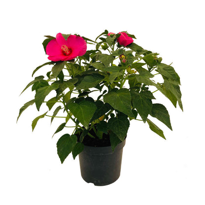 Hibiscus Moscheutos : Conteneur De 5 Litres