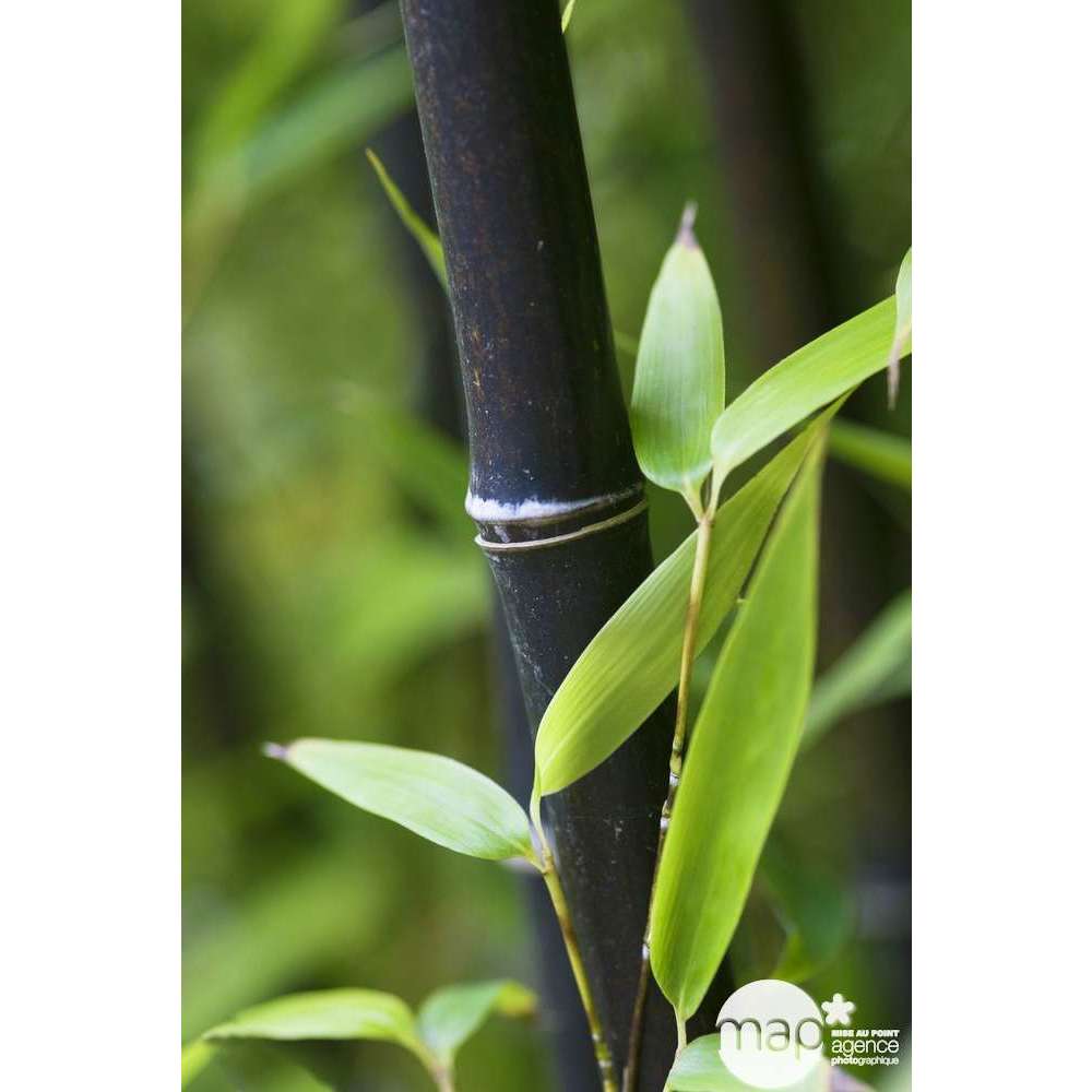  Bambou Moyen Phyllostachys Nigra: Pot De 70 Litres