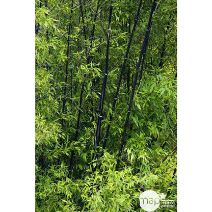  Bambou Moyen Phyllostachys Nigra: Pot De 70 Litres