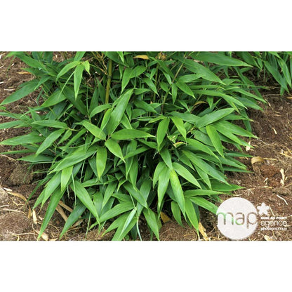  Bambou Moyen Phyllostachys Nigra: Pot De 70 Litres
