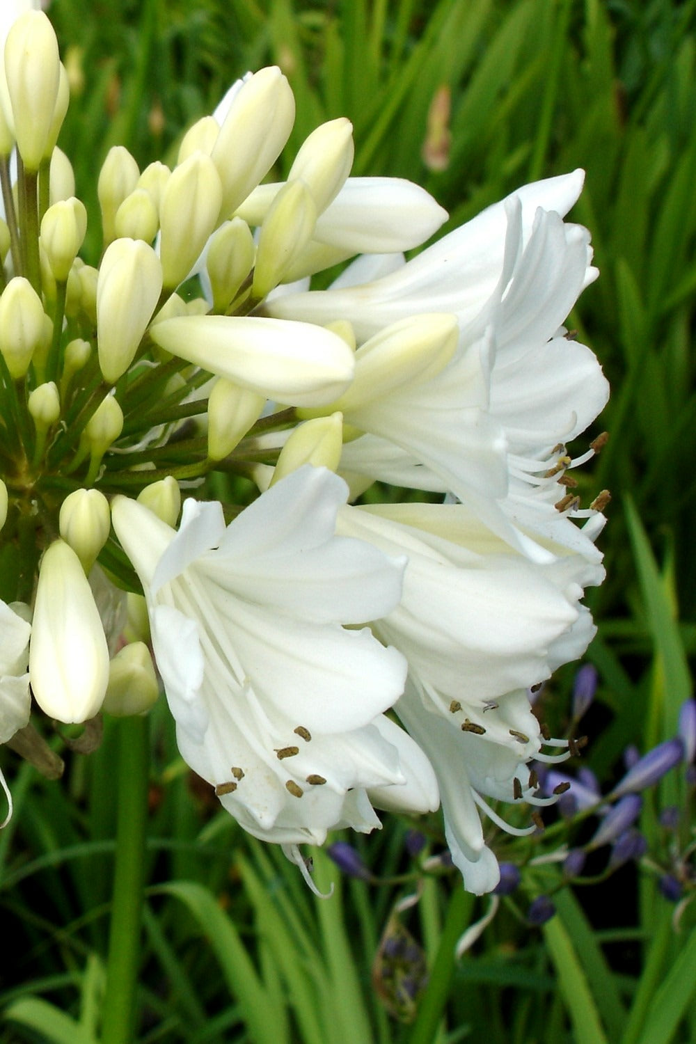  Agapanthe 'artic Star' - En Pot De 3 Litres