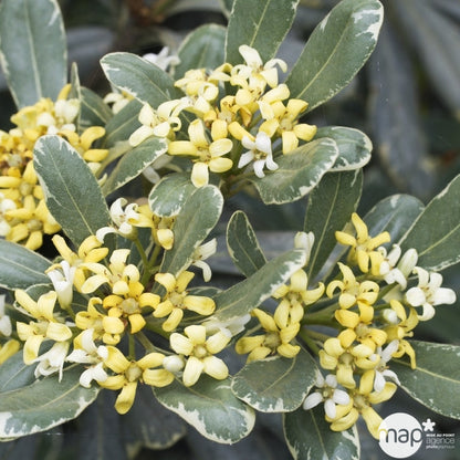  Pittosporum Tenuifolium Variegatum : 10L