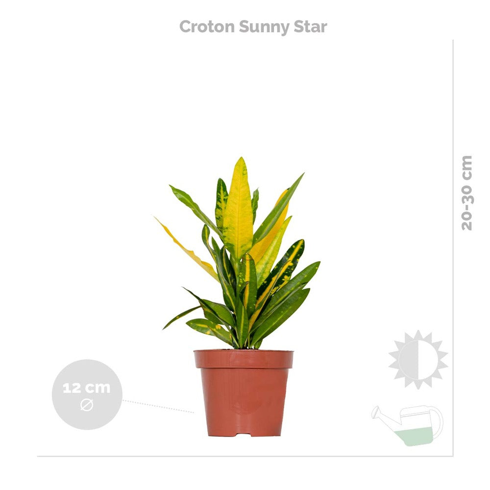  3x Mélange De Plantes Tropicales D’intérieur Avec Panier En Jute - Dépolluantes - ⌀12 Cm - 25-40 Cm