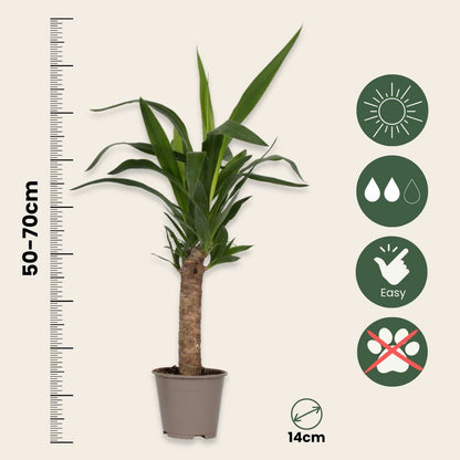  Mélange De Palmiers D'intérieur - Set De 6 - Pokon - Hauteur 50-70cm - ⌀14cm