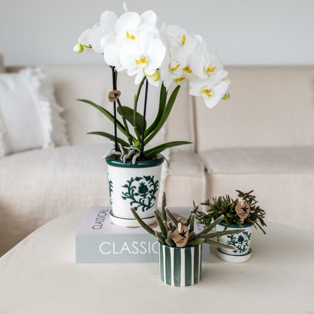  Kolibri Orchids Set D'orchidées Blanches Amabilis En Pot Malaga Et Succulentes En Pot Painted Stripe Vert