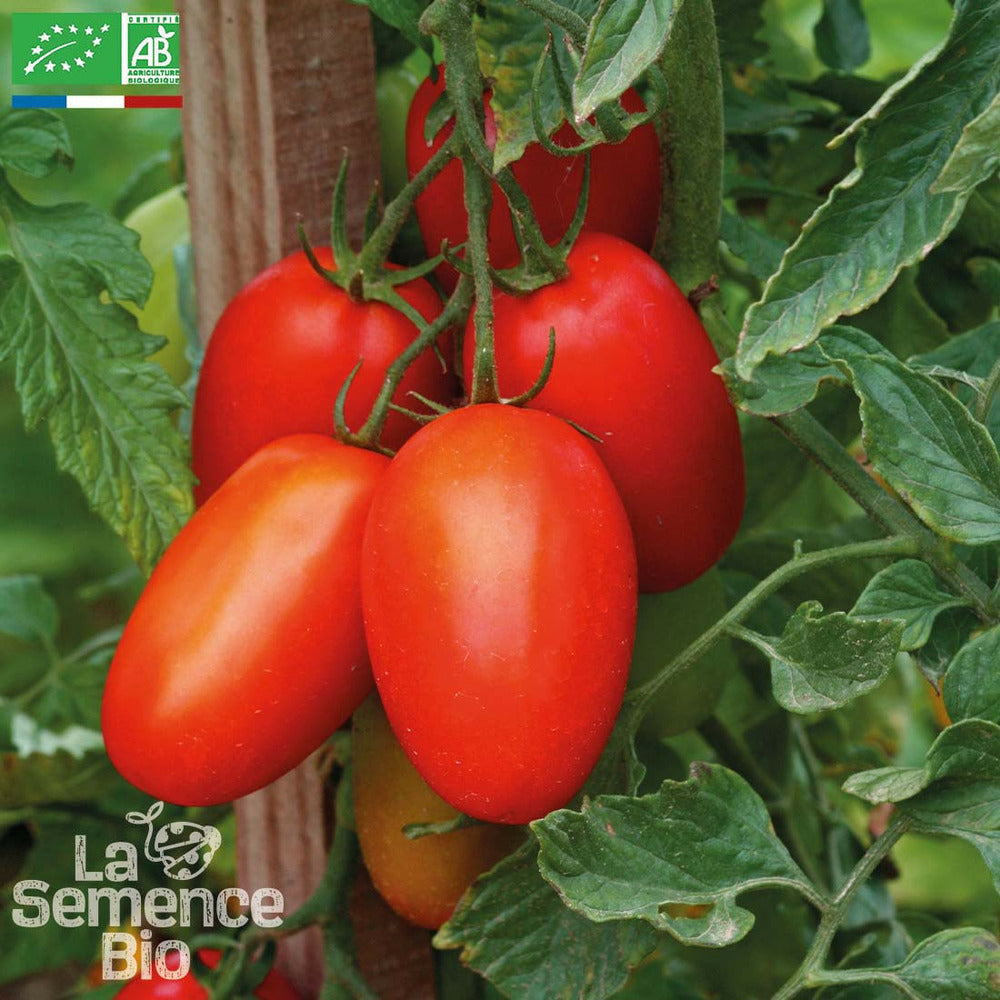  Tomate Prince Borghese - Graines Bio