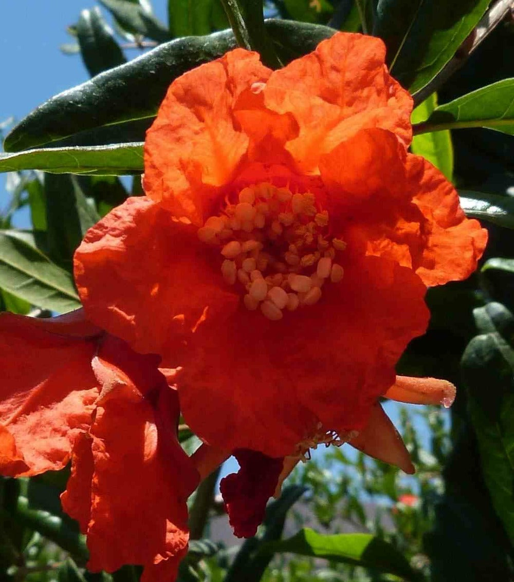  Punica Granatum (grenadier à Fruits) Pot 230l - 175/200cm - Péri 50/60