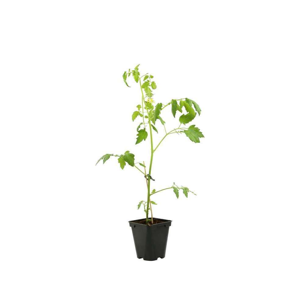 Plant De Tomate 'Trilly' F1 : Pot De 0,5 Litre