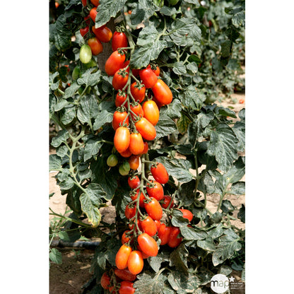  Plant De Tomate 'Trilly' F1 : Pot De 0,5 Litre
