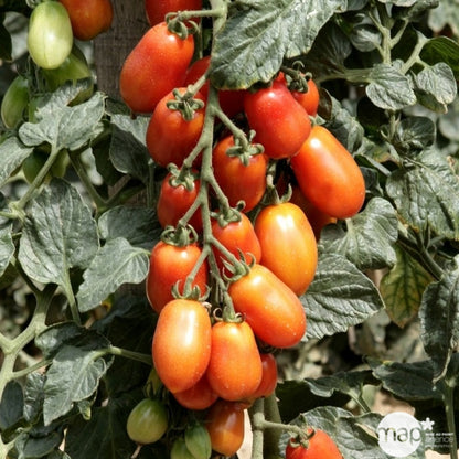  Plant De Tomate 'Trilly' F1 : Pot De 0,5 Litre
