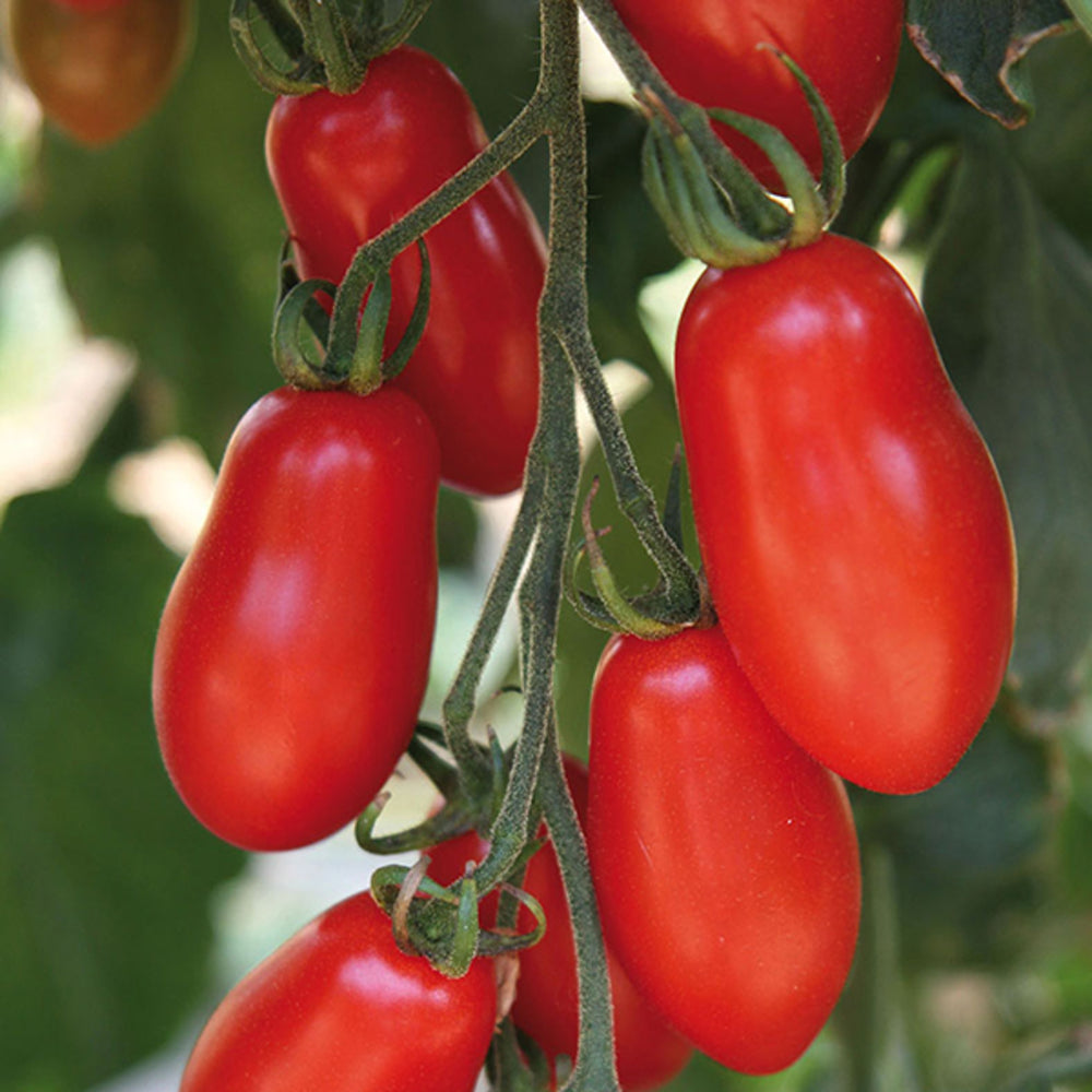  Plant De Tomate 'Trilly' F1 : Pot De 0,5 Litre