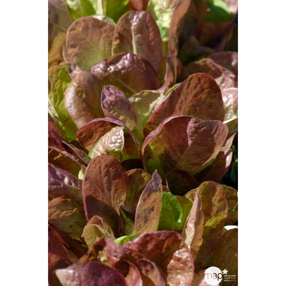  Plants De Laitues 'Merveille Des 4 Saisons' : Barquette De 12 Plants