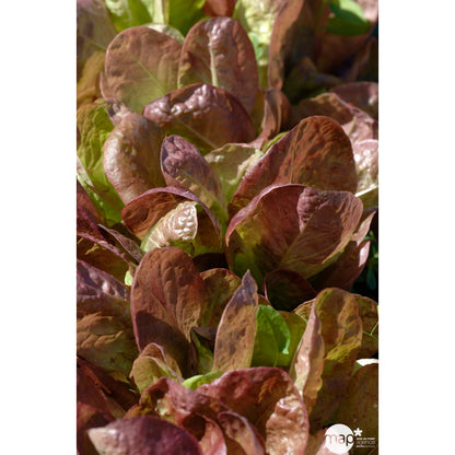  Plants De Laitues 'Merveille Des 4 Saisons' : Barquette De 12 Plants