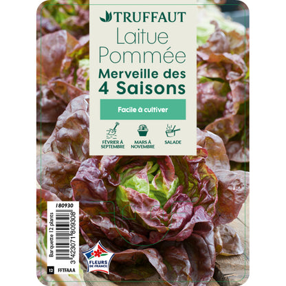  Plants De Laitues 'Merveille Des 4 Saisons' : Barquette De 12 Plants