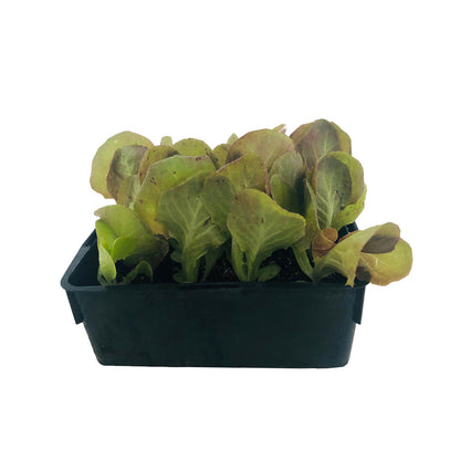  Plants De Laitues 'Merveille Des 4 Saisons' : Barquette De 12 Plants