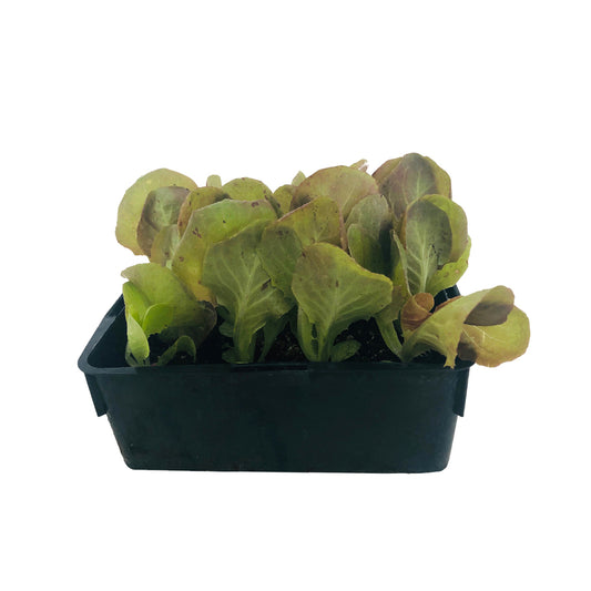  Plants De Laitues 'Merveille Des 4 Saisons' : Barquette De 12 Plants